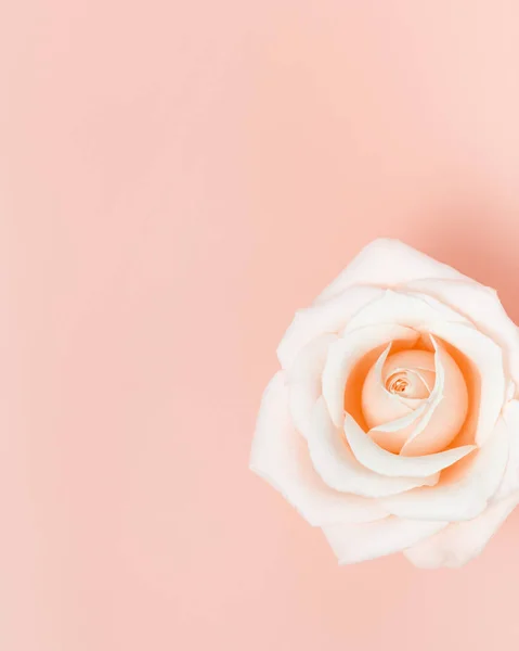 Rózsaszín fehér puha rózsa virág fénymásolási hellyel. Természetes virágzás. Természet háttér. Színes trendek. — Stock Fotó
