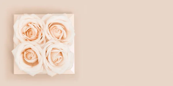 Плоский квітковий банер з рожевими білими квітами троянди пастельного кольору, креативне планування, абстрактне екологічне — стокове фото