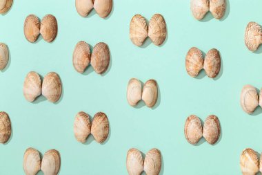 Doğal bej kabuklar. Doğal deniz kabukları ile yaz tasarımı arka planı.