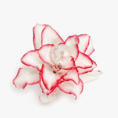 Kırmızı kenarlı beyaz zambak çiçeği, açık gri üzerinde izole edilmiş şakayık zambak yapraklarını kapat. Doğal çiçek arkaplanı.