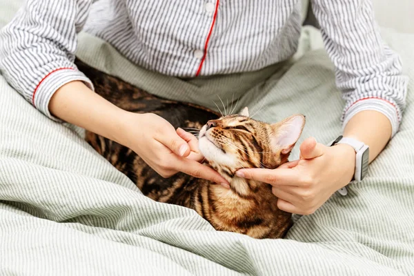 한 여자 가 집에서 쉬면서 사랑 스러운 벵골 고양이를 쓰다듬고 있다. 주인의 손에 애완 동물 이 있다. 집고양이 — 스톡 사진