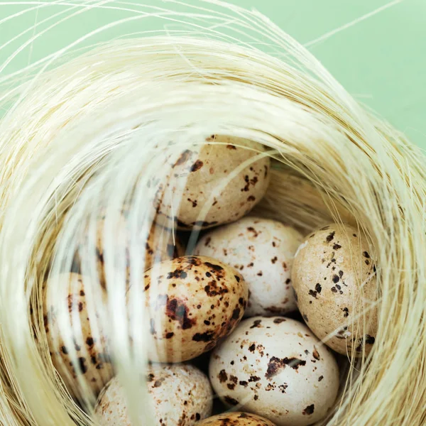 Huevos de codorniz de chocolate en nido de paja. Nido de aves con huevos pequeños, fondo de vacaciones de Pascua de primavera. —  Fotos de Stock