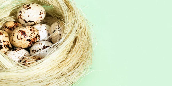 Chocolate Perail eggs in straw nest on light green. Птичье гнездо с маленькими яйцами, весенний пасхальный фон. — стоковое фото