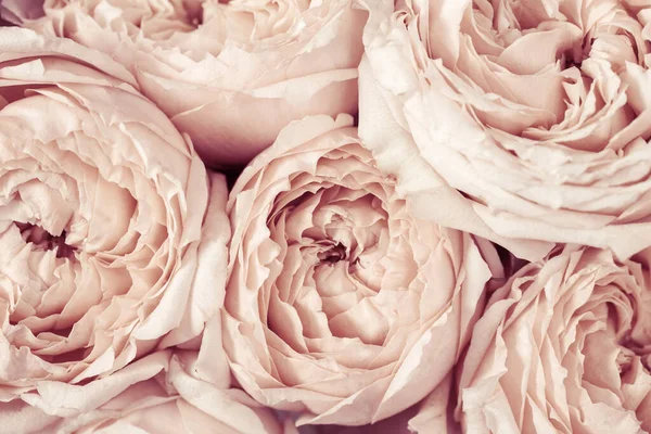 Rózsaszín és őszibarack rózsa virágok záródnak. Természetes virágos háttér szirmok. — Stock Fotó