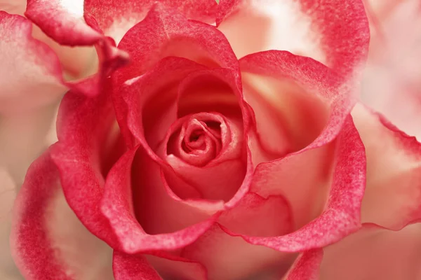 Rózsaszín vörös rózsa virág közelről. Természetes virágos háttér szirmok. Makrofotózás. — Stock Fotó