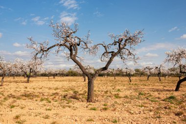 Güneşli bir günde mavi gökyüzü olan badem çiçekli ağaçlar. Bahar geliyor..