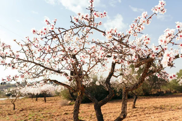 Field Almond Trees Blossoms Sunny Day Blue Sky Spring Coming — Stock Photo, Image