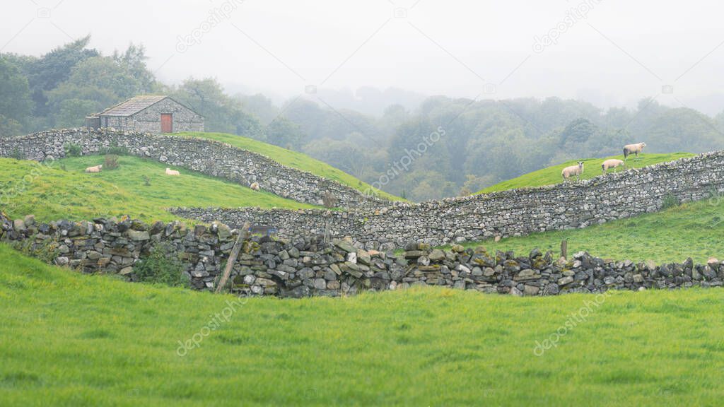 Rural English countryside view of old stone walls, barns and Swaledale sheep near Hawes of the Yorkshire Dales National Park in England, UK.