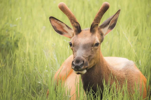 Close Wildlife Portrait Young Male Bull Elk Cervus Canadensis Sitting — Foto Stock