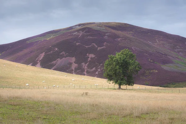 Lone Ash Tree Moody Countryside Landscape Sheep Purple Heather Carnethy — Stock Photo, Image