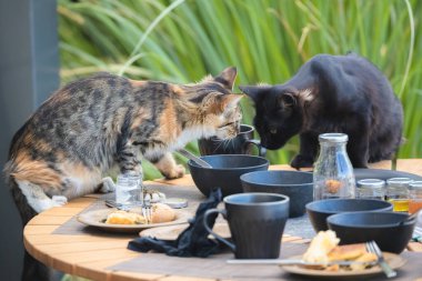 Yaramaz ve yaramaz tekir kedi ve kara kedi Yunanistan 'ın Santorini adasındaki bir açık hava kahvaltı masasında artık tabaktan yemek arıyor..