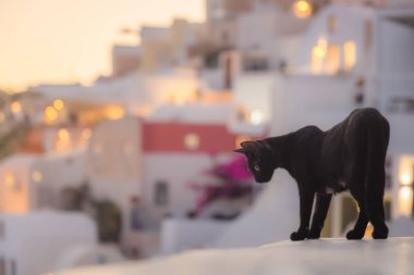 Yunanistan 'ın Santorini Adası' ndaki popüler tatil beldesi Oia 'da altın saat gün batımında bir çıkıntıdan aşağıya bakan kara kedinin portresi.