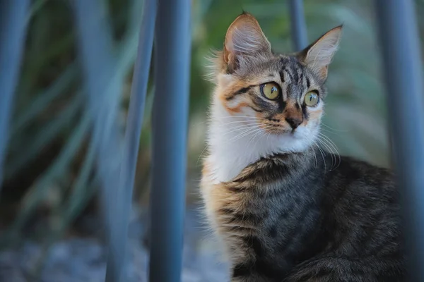 Close Portrait Tabby Cat High Alert Greek Island Village Oia — Stock Photo, Image