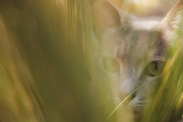 Närbild Porträtt Grå Katt Kikar Genom Långa Gröna Gräs Den — Stockfoto