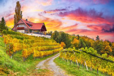 Gamlitz yakınlarındaki Güney Styria 'daki muhteşem üzüm bağları. Popüler seyahat merkezi Eckberg 'deki üzümlü tepelerin sonbahar sahnesi. Yeri: Gamlitz, Leibnitz bölgesi, Styria, Avusturya. Avrupa.