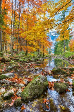 Hinterer Langbasee Gölü 'nün muhteşem sonbahar sahnesi. Poppular Travell 'in varış yeri. Konum: Vorderer Langbasee, Salzkammergut bölgesi, Yukarı Avusturya, Avusturya, Avrupa.