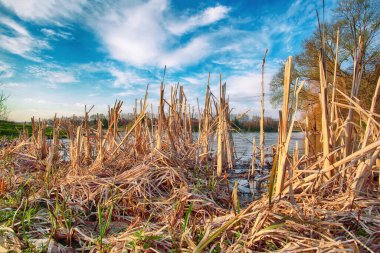 Baharın başında sakin bir nehirde güneşli bir gün. Dramatik mavi gökyüzü. Ön tarafta kuru sazlıklar var.