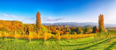 Gamlitz yakınlarındaki Güney Styria 'da nefes kesici üzüm bağları. Popüler seyahat merkezi Eckberg 'deki üzümlü tepelerin sonbahar sahnesi. Yeri: Gamlitz, Leibnitz bölgesi, Styria, Avusturya. Avrupa.