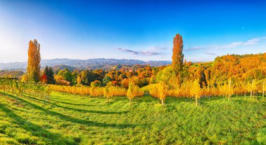 Gamlitz yakınlarındaki Güney Styria 'daki muhteşem üzüm bağları. Popüler seyahat merkezi Eckberg 'deki üzümlü tepelerin sonbahar sahnesi. Yeri: Gamlitz, Leibnitz bölgesi, Styria, Avusturya. Avrupa.