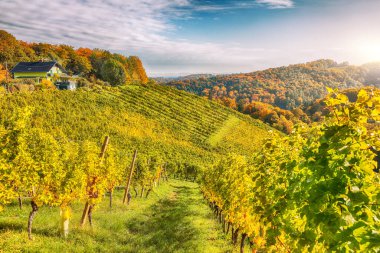 Gamlitz yakınlarındaki Güney Styria 'daki muhteşem üzüm bağları. Popüler seyahat merkezi Eckberg 'deki üzümlü tepelerin sonbahar sahnesi. Yeri: Gamlitz, Leibnitz bölgesi, Styria, Avusturya. Avrupa.