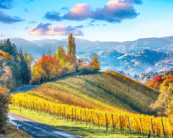 Prachtige Wijngaarden Landschap Zuid Stiermarken Bij Gamlitz Herfst Scène Van — Stockfoto