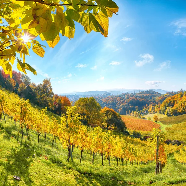 Stunning Vineyards Landscape South Styria Gamlitz Autumn Scene Grape Hills — Φωτογραφία Αρχείου