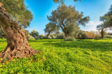 Gündüz vakti Cape Milazzo 'daki çiçek açan zeytin bahçesinin muhteşem manzarası. Mekan: Sicilya Adası, Milazzo Burnu, İtalya, Avrupa, Tyrhenian Denizi.