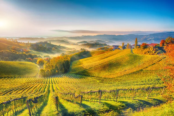 Prachtige Wijngaarden Landschap Zuid Stiermarken Bij Gamlitz Herfst Scène Van — Stockfoto