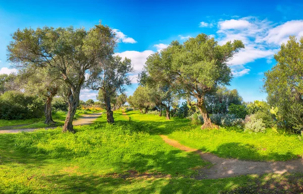 Blooming Olive Garden Cape Milazzo Daytime Location Sicily Island Cape — Stock Photo, Image