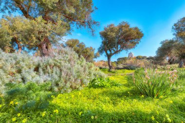 Gündüz vakti Cape Milazzo 'daki çiçek açan zeytin bahçesinin muhteşem manzarası. Mekan: Sicilya Adası, Milazzo Burnu, İtalya, Avrupa, Tyrhenian Denizi.