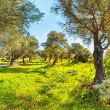 Gündüz vakti Cape Milazzo 'da çiçek açan zeytin bahçesi. Mekan: Sicilya Adası, Milazzo Burnu, İtalya, Avrupa, Tyrhenian Denizi.