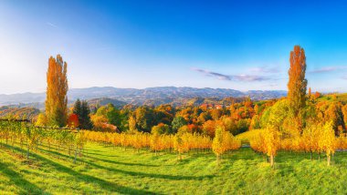 Gamlitz yakınlarındaki Güney Styria 'daki göz kamaştırıcı üzüm bağları. Popüler seyahat merkezi Eckberg 'deki üzümlü tepelerin sonbahar sahnesi. Yeri: Gamlitz, Leibnitz bölgesi, Styria, Avusturya. Avrupa.