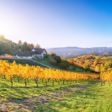 Gamlitz yakınlarındaki Güney Styria 'daki muhteşem üzüm bağları. Popüler seyahat merkezi Eckberg 'deki üzümlü tepelerin sonbahar sahnesi. Yeri: Gamlitz, Leibnitz bölgesi, Styria, Avusturya. Avrupa.
