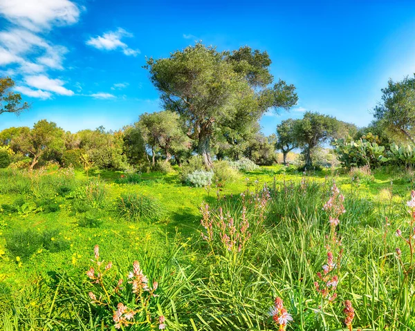 Fabulous View Blooming Olive Garden Cape Milazzo Daytime Location Sicily — Stock Photo, Image