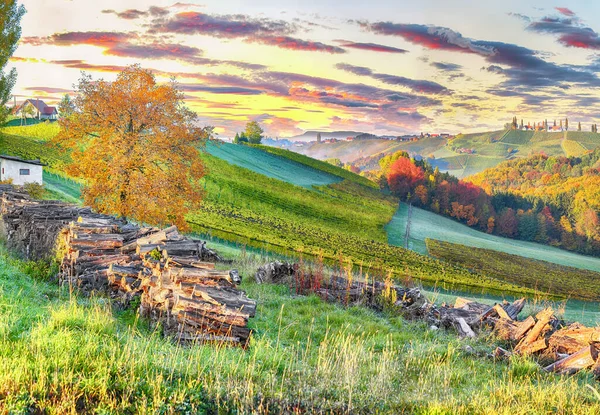 Prachtige Wijngaarden Landschap Zuid Stiermarken Bij Gamlitz Herfst Scène Van — Stockfoto