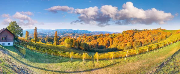 Prachtige Wijngaarden Landschap Zuid Stiermarken Bij Gamlitz Herfst Scène Van — Stockfoto