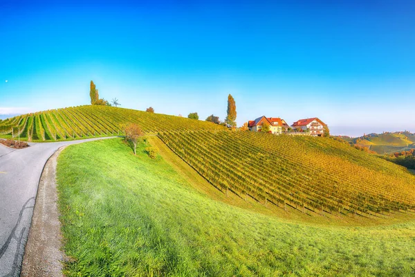 Adembenemende Wijngaarden Landschap Zuid Stiermarken Bij Gamlitz Herfst Scène Van — Stockfoto