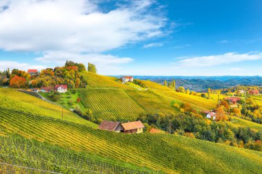 Gamlitz yakınlarındaki Güney Styria 'daki muhteşem üzüm bağları. Popüler seyahat merkezi Eckberg 'deki üzümlü tepelerin sonbahar sahnesi. Yeri: Gamlitz, Leibnitz bölgesi, Styria, Avusturya. Avrupa.