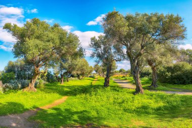 Gündüz vakti Cape Milazzo 'da çiçek açan zeytin bahçesi. Mekan: Sicilya Adası, Milazzo Burnu, İtalya, Avrupa, Tyrhenian Denizi.