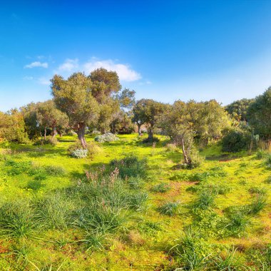 Gündüz vakti Cape Milazzo 'da çiçek açan zeytin bahçesi. Mekan: Sicilya Adası, Milazzo Burnu, İtalya, Avrupa, Tyrhenian Denizi.