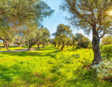 Gündüz vakti Cape Milazzo 'daki çiçek açan zeytin bahçesinin muhteşem manzarası. Mekan: Sicilya Adası, Milazzo Burnu, İtalya, Avrupa, Tyrhenian Denizi.