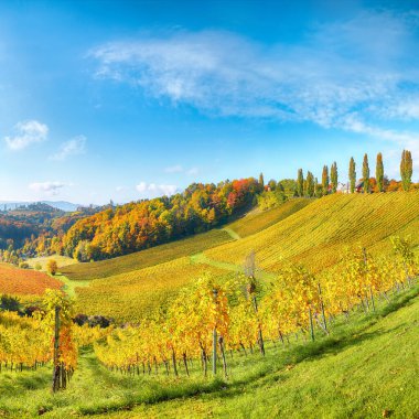 Gamlitz yakınlarındaki Güney Styria 'da nefes kesici üzüm bağları. Popüler seyahat merkezi Eckberg 'deki üzümlü tepelerin sonbahar sahnesi. Yeri: Gamlitz, Leibnitz bölgesi, Styria, Avusturya. Avrupa.