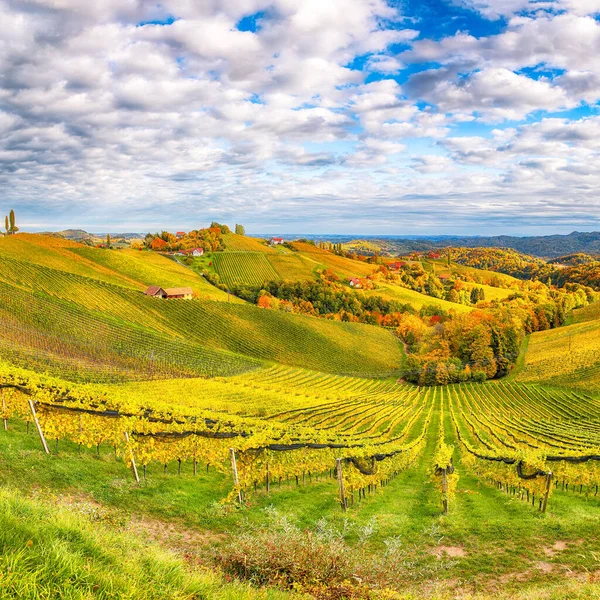 Prachtige Wijngaarden Landschap Zuid Stiermarken Bij Gamlitz Herfst Scène Van — Stockfoto