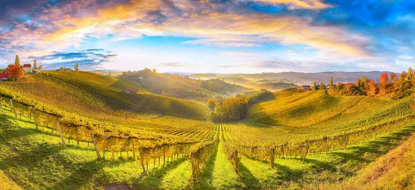 Verbazingwekkend Wijnlandschap Zuid Stiermarken Bij Gamlitz Herfst Scène Van Druivenheuvels — Stockfoto