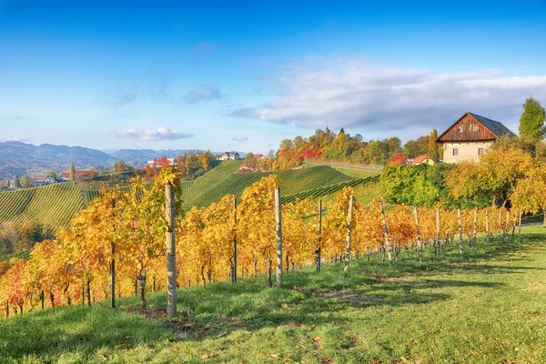 Splendid Vineyards Landscape South Styria Gamlitz Autumn Scene Grape Hills — Φωτογραφία Αρχείου