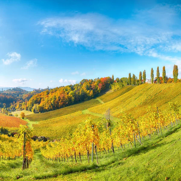 Gamlitz yakınlarındaki Güney Styria 'da nefes kesici üzüm bağları. Popüler seyahat merkezi Eckberg 'deki üzümlü tepelerin sonbahar sahnesi. Yeri: Gamlitz, Leibnitz bölgesi, Styria, Avusturya. Avrupa.