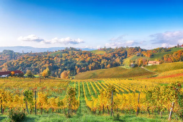 Splendid Vineyards Landscape South Styria Gamlitz Autumn Scene Grape Hills — Φωτογραφία Αρχείου
