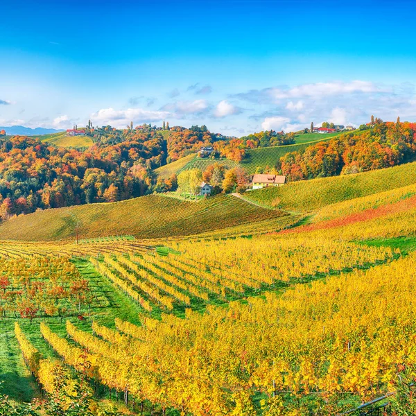 Stunning Vineyards Landscape South Styria Gamlitz Autumn Scene Grape Hills — Stock Photo, Image