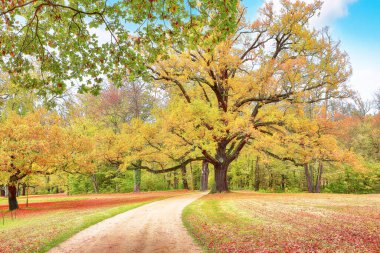 Muskau Parkı 'ndaki eski meşe ağaçlarıyla nefes kesici sonbahar manzarası. UNESCO Dünya Mirası. Konum: Bad Muskau, Saksonya Devleti, Almanya, Avrupa