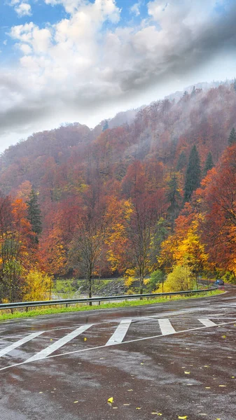 Autumnal Forest Carpathian Mountaines Foggy Wheather Location Ukraine Europe — Photo